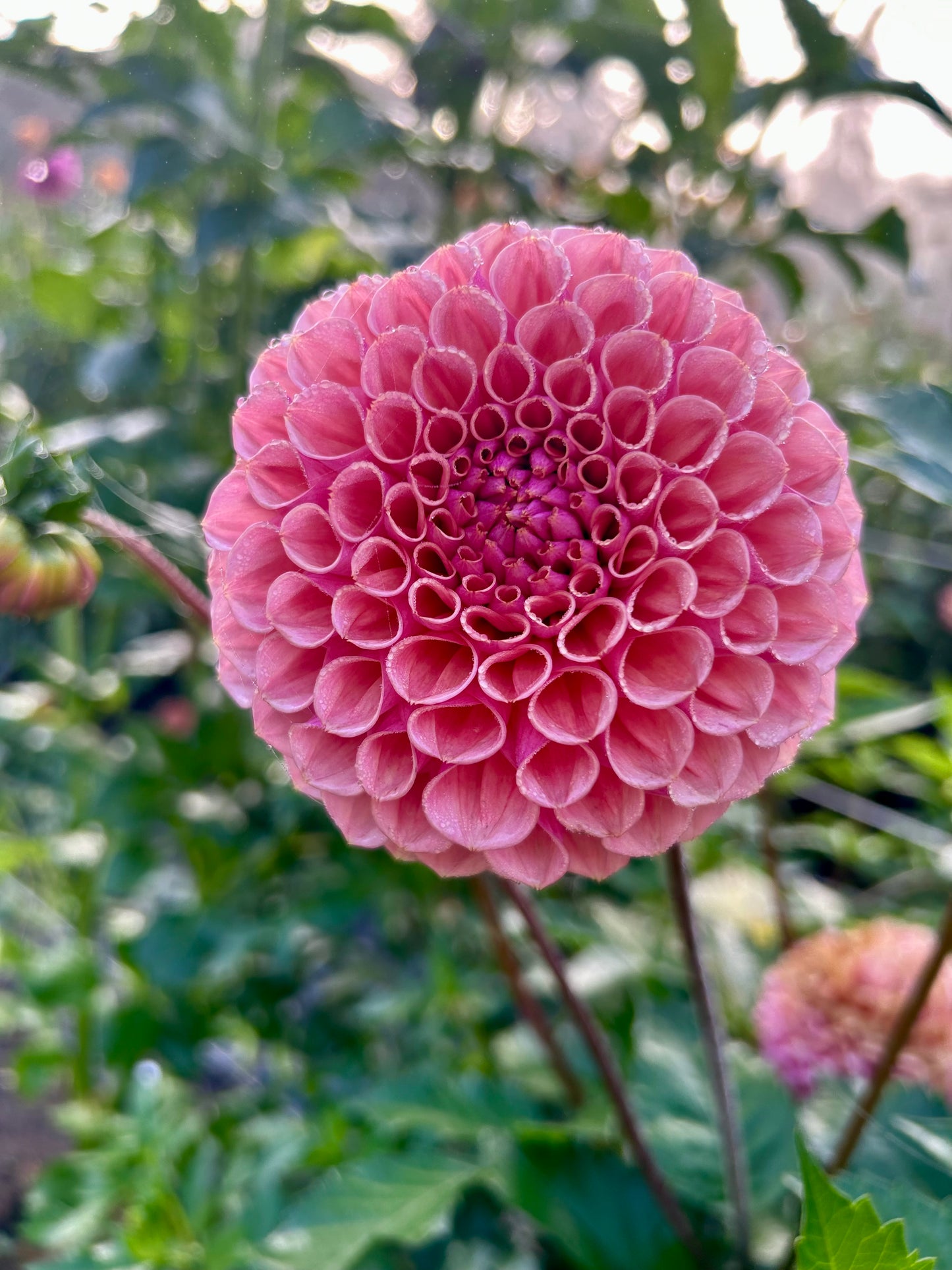 Bracken Rose **ROOTED CUTTING**