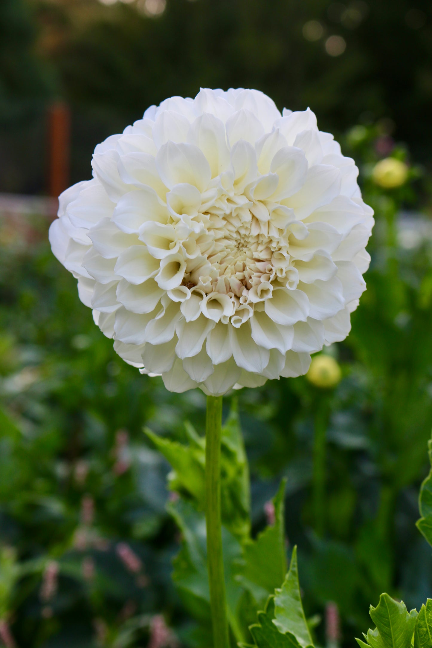 Irish Ruffles ** ROOTED CUTTING**