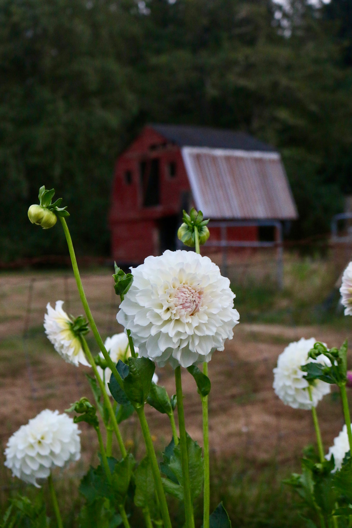 Irish Ruffles ** ROOTED CUTTING**